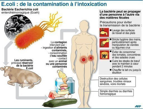 contamination-e.coli1_